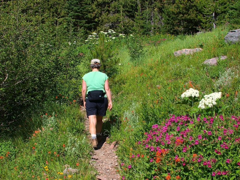 Climbing the Strawberry Basin Trail