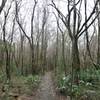 One of the several boardwalks on the Chicot Lake Loop.