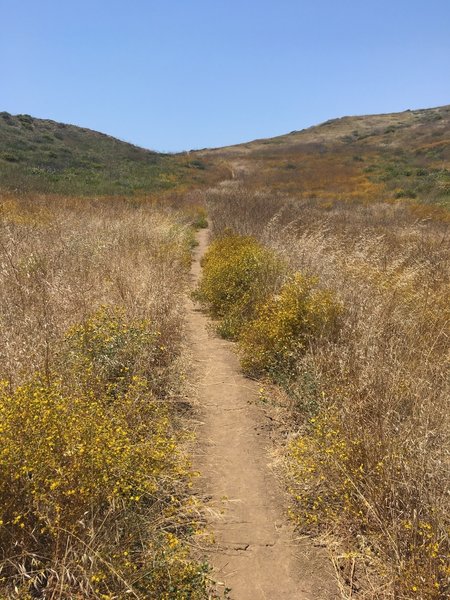 scenic trail