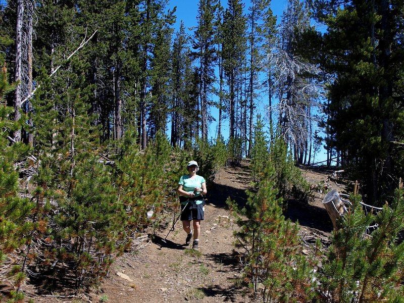 Along the Sunshine Flat Trail