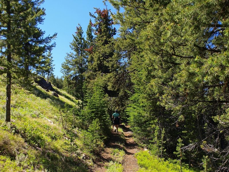 Along the Sunshine Flat Trail