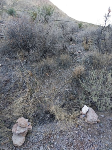 The Trail Forking Upward Out of the Arroyo