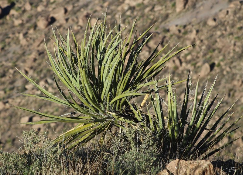 Some Yucca Clinging to the Edge