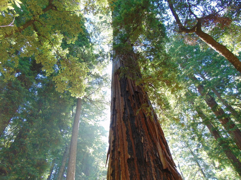 Coastal Redwoods on Meteor Trail