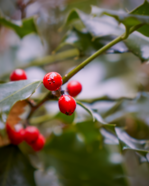 Even though winter has started, a few berries are still holding on to their branches.