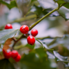 Even though winter has started, a few berries are still holding on to their branches.