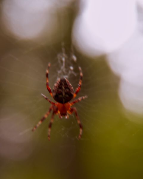 Might have been a few days since someone traversed this trail as this little spider had weaved its web across one of the switchbacks