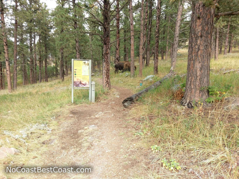 Bison seen near the Rankin Ridge Trailhead