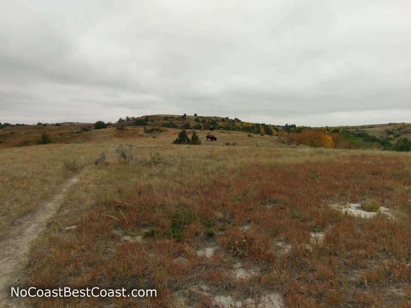 Bison near the Caprock Coulee Trail