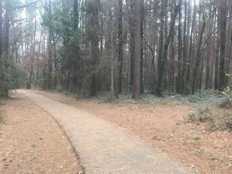 Trail and local ground cover and vines on trees.