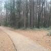 Trail and local ground cover and vines on trees.