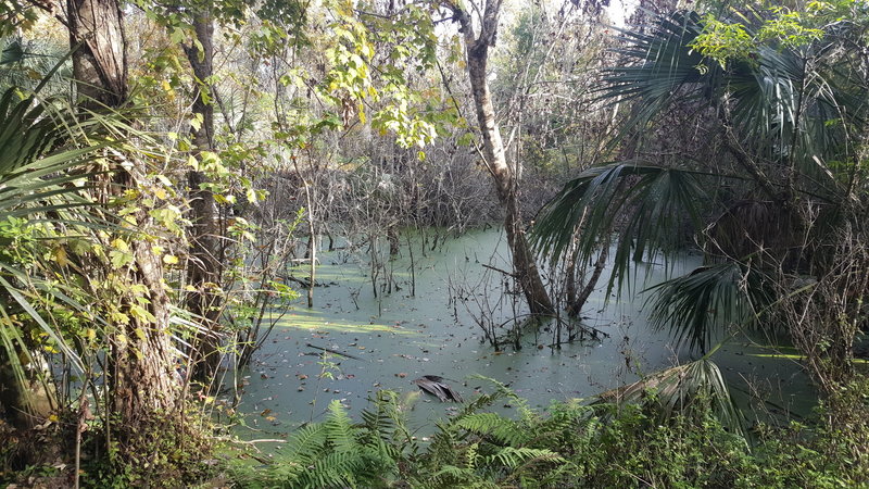 Florida bayhead on east side of trail.