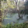 Florida bayhead on east side of trail.