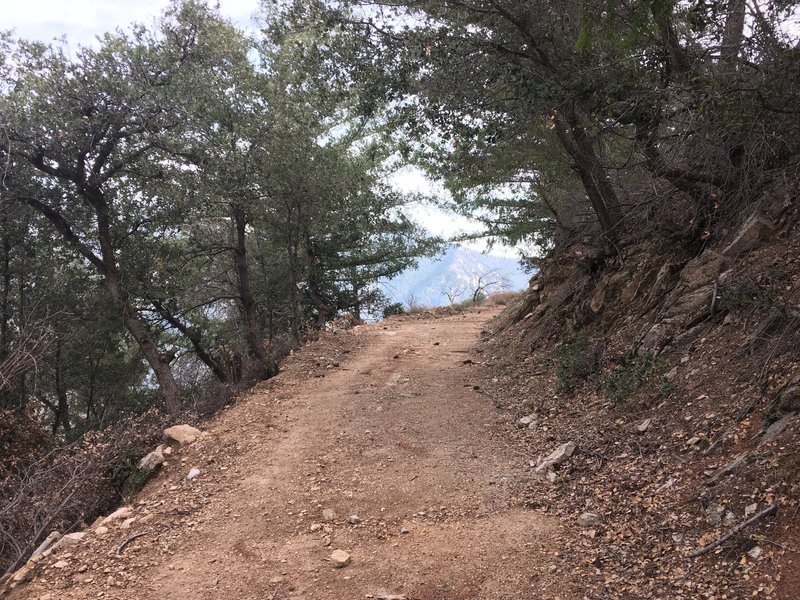 Muir Peak Rd just before the Muir Peak Trail junction