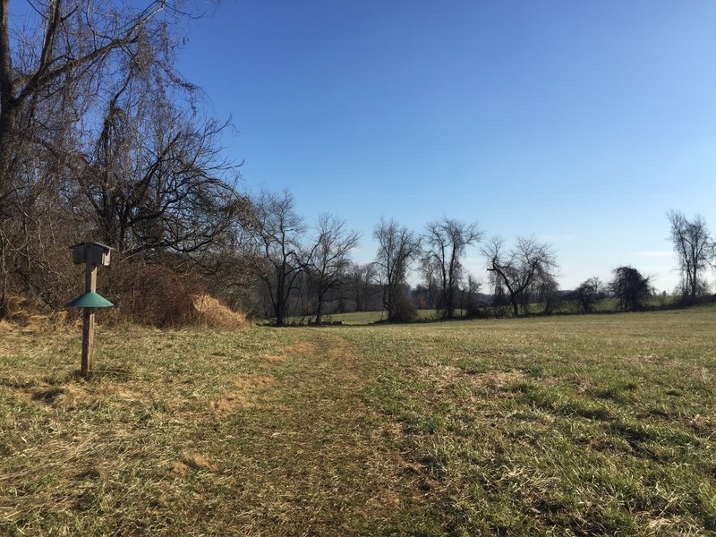 Trail in a meadow in Marshall Bridge Preserve