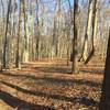 A wooded section of the trail in Marshall Bridge Preserve