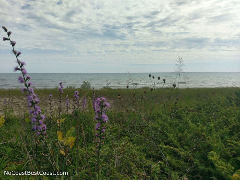 Purple flowers along the shore of Lake Michigan.