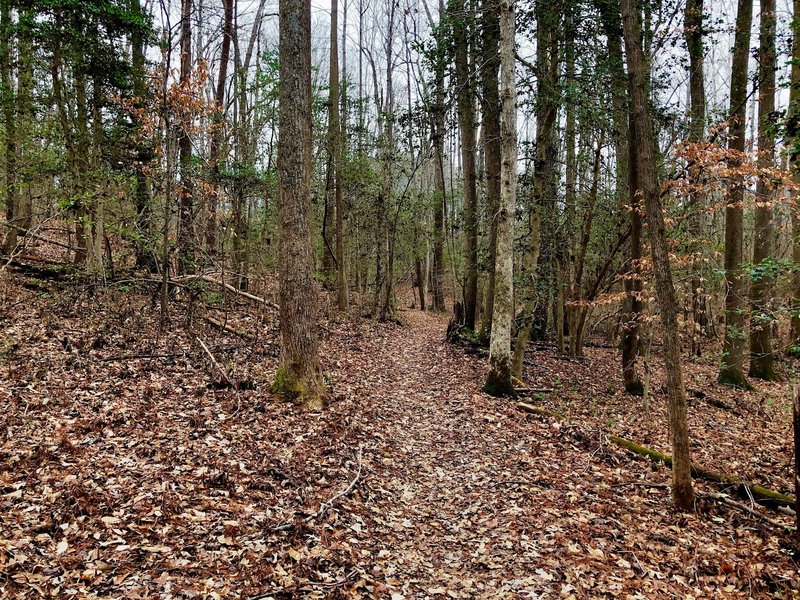 Looking east—trail connector leads to the parking lot.