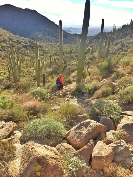 Descending through sagauro forest