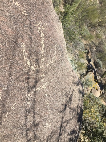 Wild Burro petroglyph