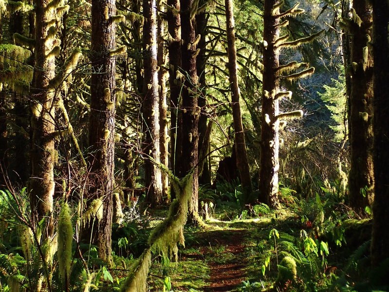 Coastal temperate rainforest along the creek