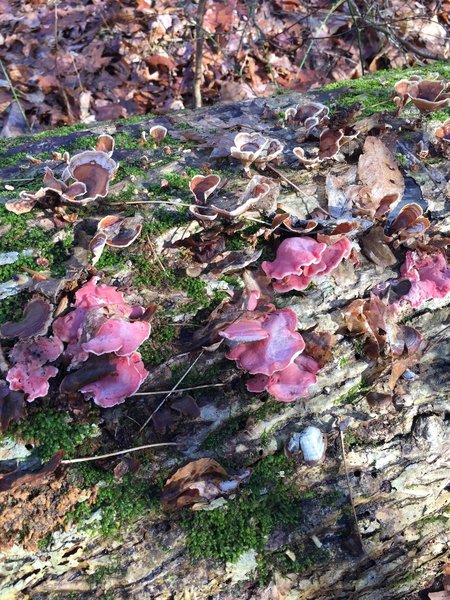 Purple fungi?