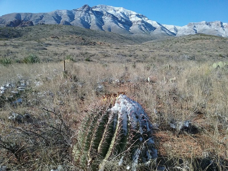 View of  Franklin Mountains from the trail