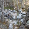 Typical crossing on Bear Creek Trail. Expect to do a lot of rock hopping or get your feet wet.