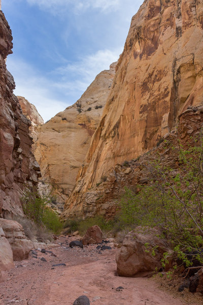 The walls in this part of Lower Spring Canyon are mostly Navajo and Kayenta sandstone.