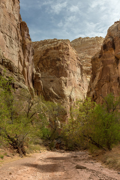 Some sections in Lower Spring Canyon stay wet for most of the year and allow for more vegetation to grow.