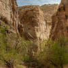 Some sections in Lower Spring Canyon stay wet for most of the year and allow for more vegetation to grow.