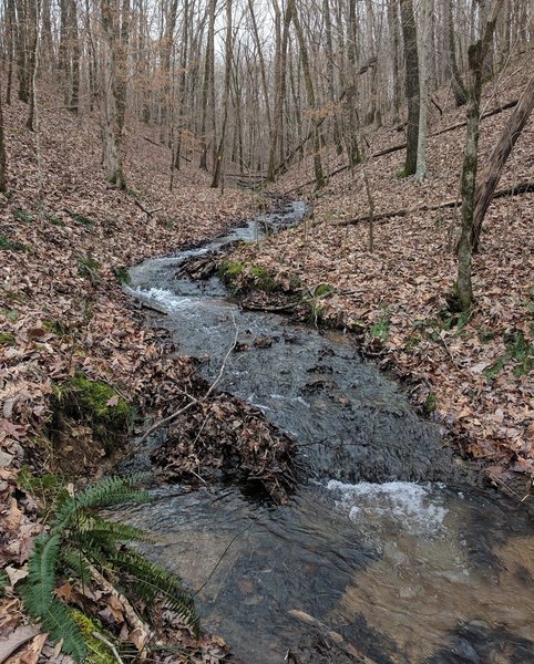 Intermittent Stream along Connector #5 Trail.