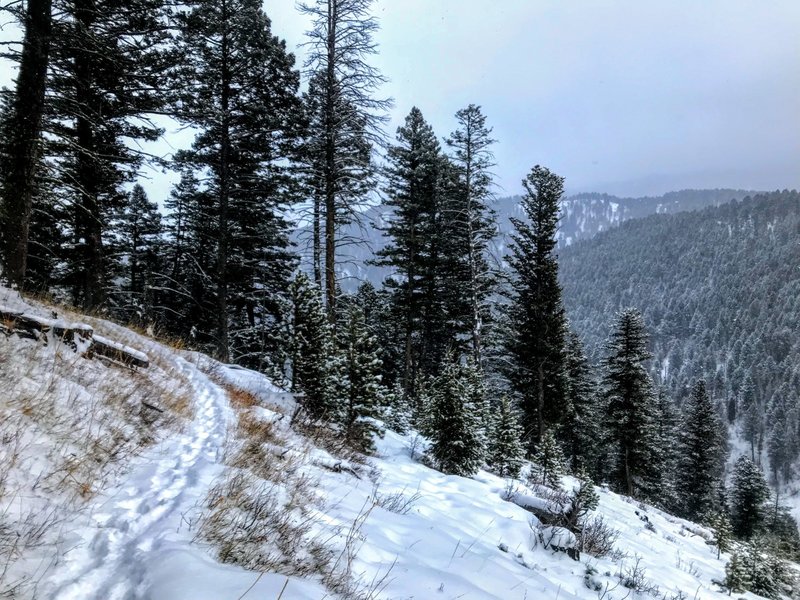 The forest opens up for some good views of Leverich Canyon.