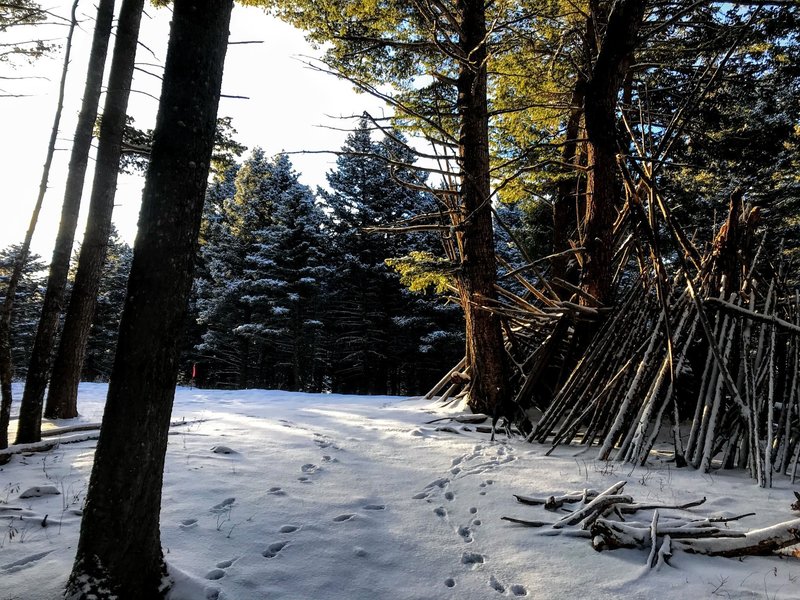 A large lean-to sits at the trail intersection.