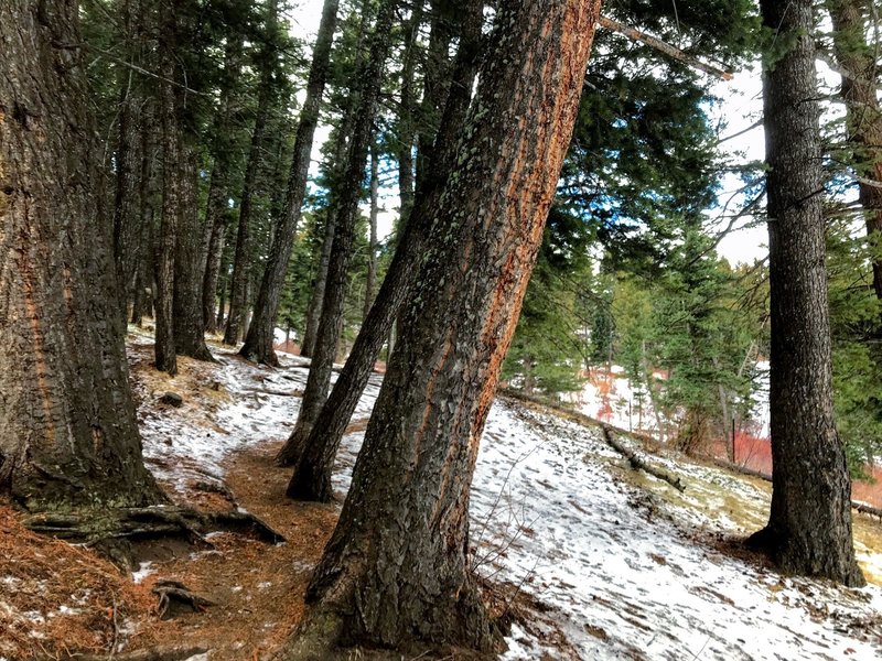 Some bit spruce along the trail.