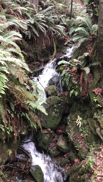 One of many cascades along this trail.