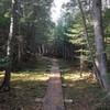 Wood plank bridges elevate a portion of the trail to keep off mossy undergrowth.