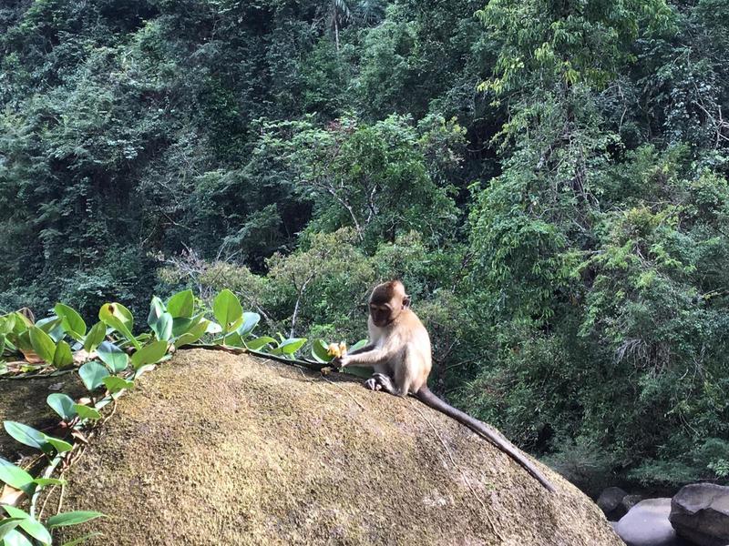 Monkey eating fruits at khao sok main trail