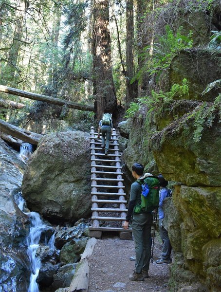 Ladder on Steep Ravine Trail, about a mile from Pan Toll Ranger Station.