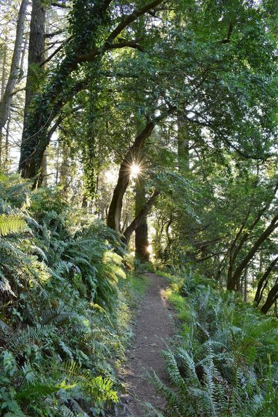 Top of the switchbacks coming up from Stinson Beach on the Matt Davis Trail, just before Coastal Trail junction.