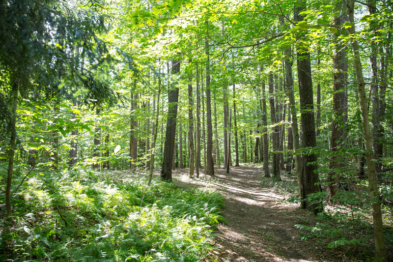 A section of the lush green trails.