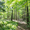 A section of the lush green trails.