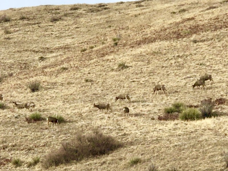 Herd of 20 mule deer