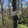 Wolf Laurel Trail intersection with Benton MacKaye Trail #2