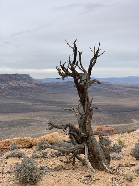 South Rim Trail