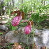 Pink lady slippers on Carriage Trail