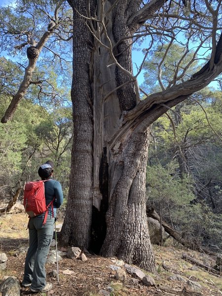 One of the large juniper trees in Ida Canyon