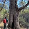 One of the large juniper trees in Ida Canyon