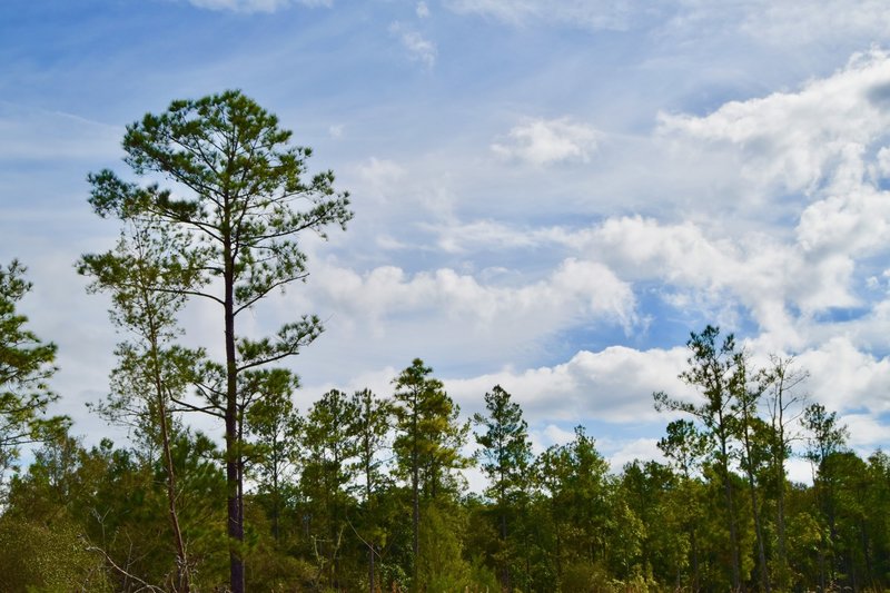 Typical sand pine forest along the trails.