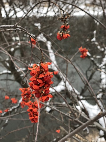 Red flowers against the Crow River in the background.